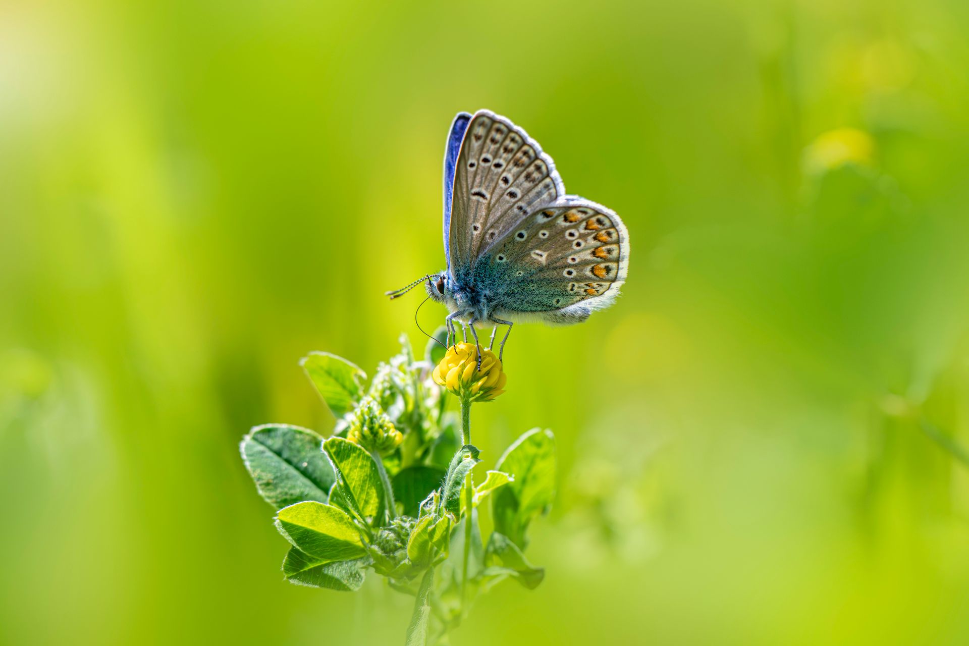 Monitorizarea Biodiversității